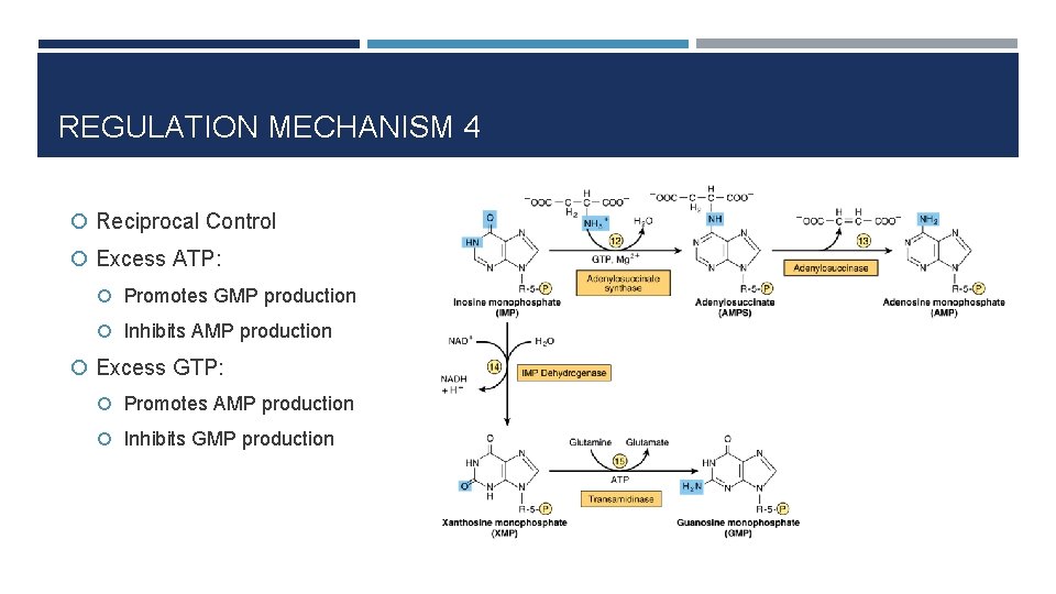 REGULATION MECHANISM 4 Reciprocal Control Excess ATP: Promotes GMP production Inhibits AMP production Excess