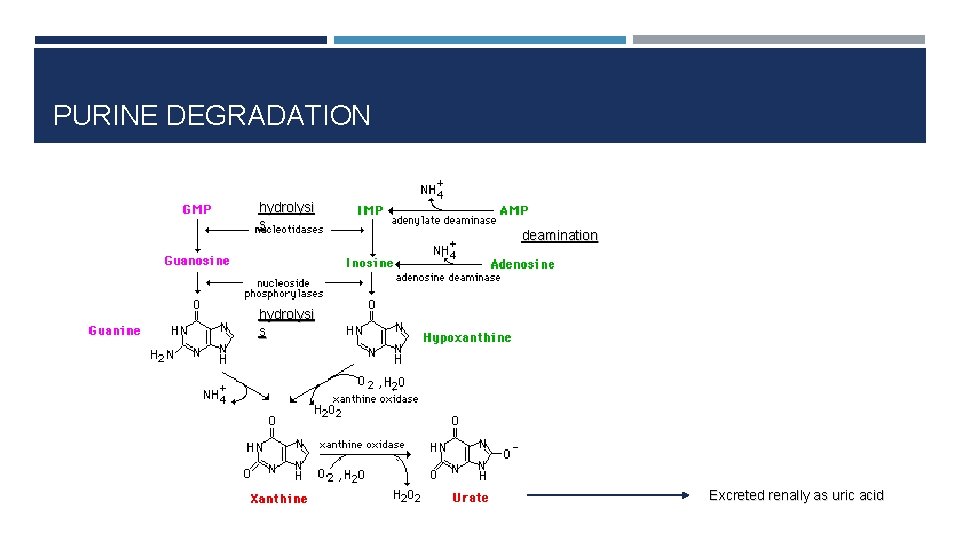 PURINE DEGRADATION hydrolysi s deamination hydrolysi s Excreted renally as uric acid 