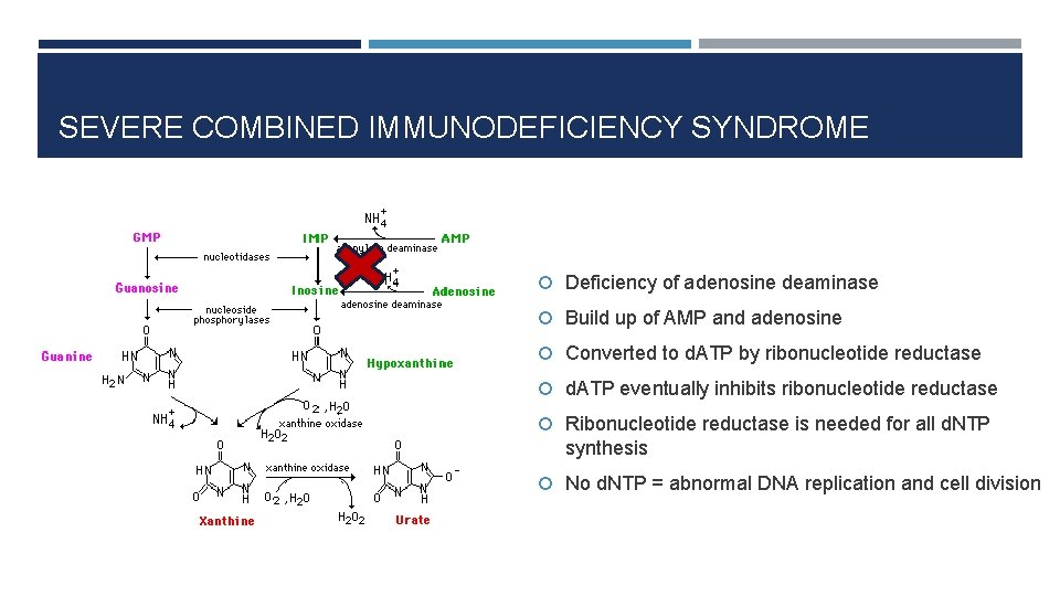 SEVERE COMBINED IMMUNODEFICIENCY SYNDROME Deficiency of adenosine deaminase Build up of AMP and adenosine