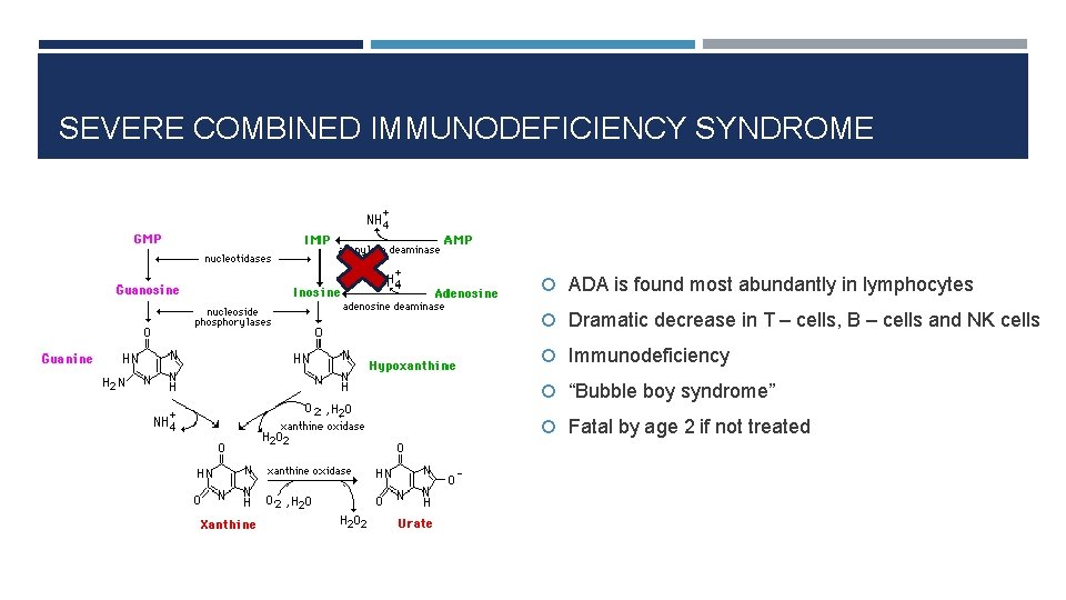 SEVERE COMBINED IMMUNODEFICIENCY SYNDROME ADA is found most abundantly in lymphocytes Dramatic decrease in