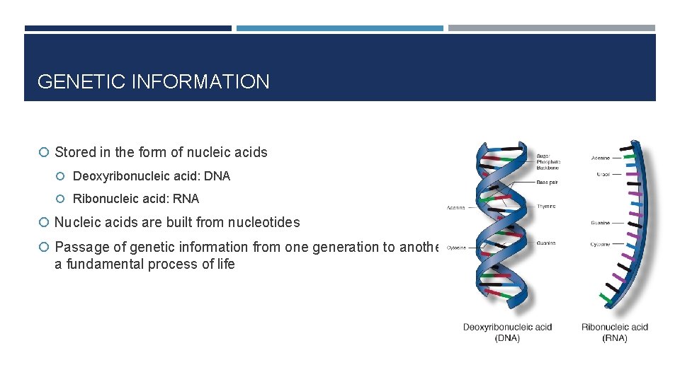 GENETIC INFORMATION Stored in the form of nucleic acids Deoxyribonucleic acid: DNA Ribonucleic acid:
