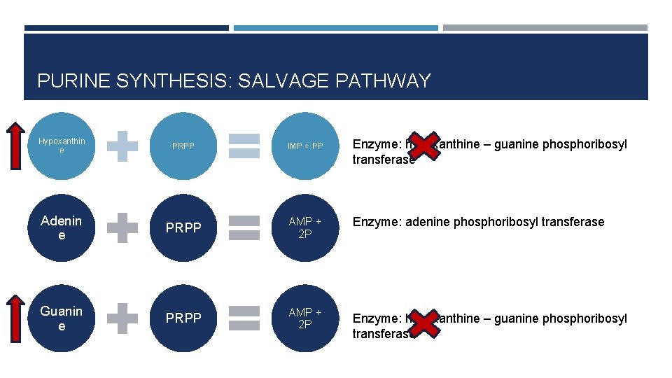 PURINE SYNTHESIS: SALVAGE PATHWAY Hypoxanthin e PRPP IMP + PP Adenin e PRPP AMP