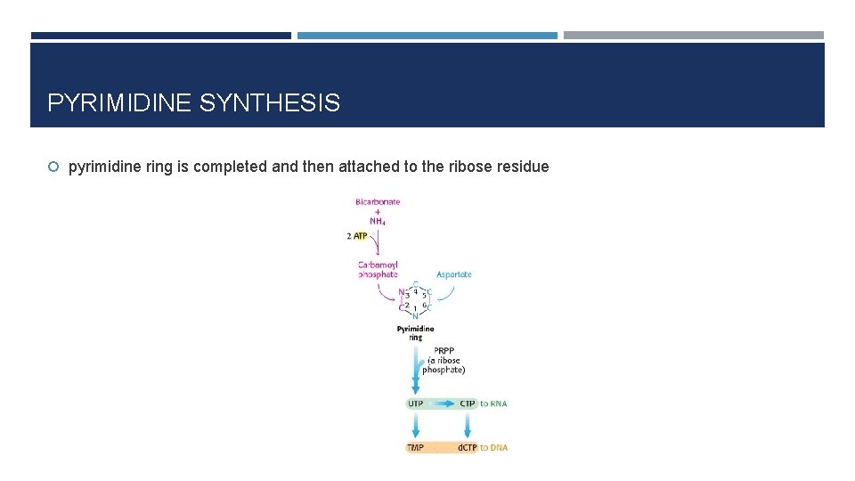 PYRIMIDINE SYNTHESIS pyrimidine ring is completed and then attached to the ribose residue 