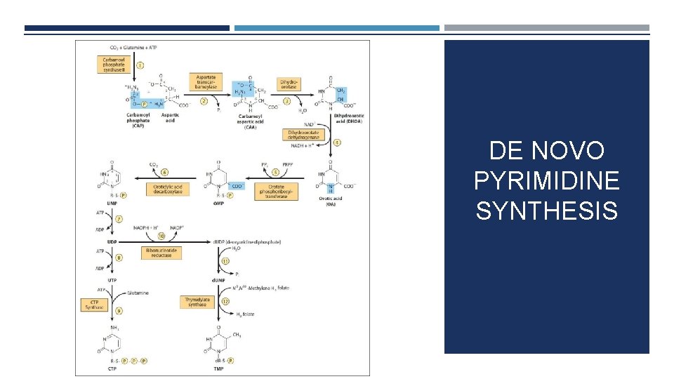 DE NOVO PYRIMIDINE SYNTHESIS 