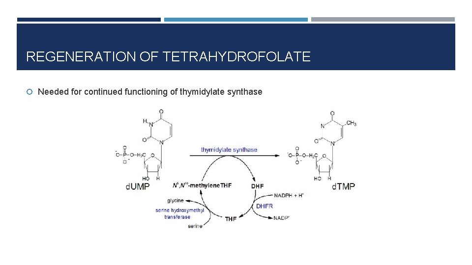 REGENERATION OF TETRAHYDROFOLATE Needed for continued functioning of thymidylate synthase 