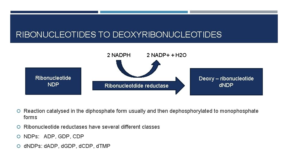 RIBONUCLEOTIDES TO DEOXYRIBONUCLEOTIDES 2 NADPH Ribonucleotide NDP 2 NADP+ + H 2 O Ribonucleotdide