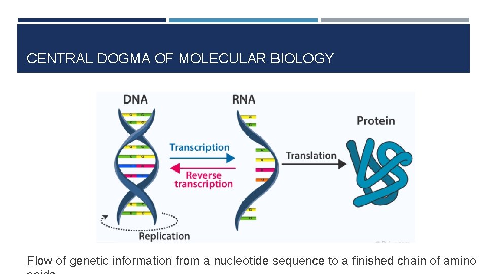 CENTRAL DOGMA OF MOLECULAR BIOLOGY Flow of genetic information from a nucleotide sequence to