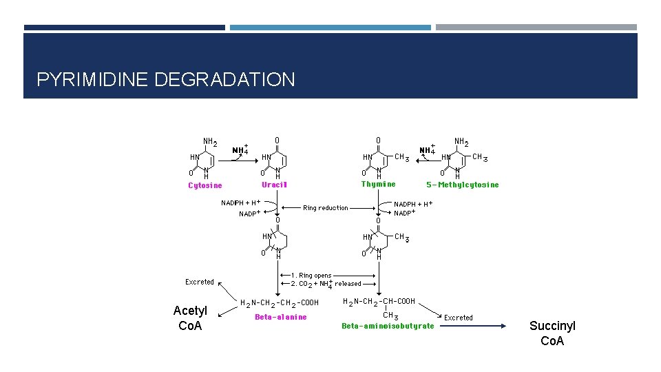 PYRIMIDINE DEGRADATION Acetyl Co. A Succinyl Co. A 