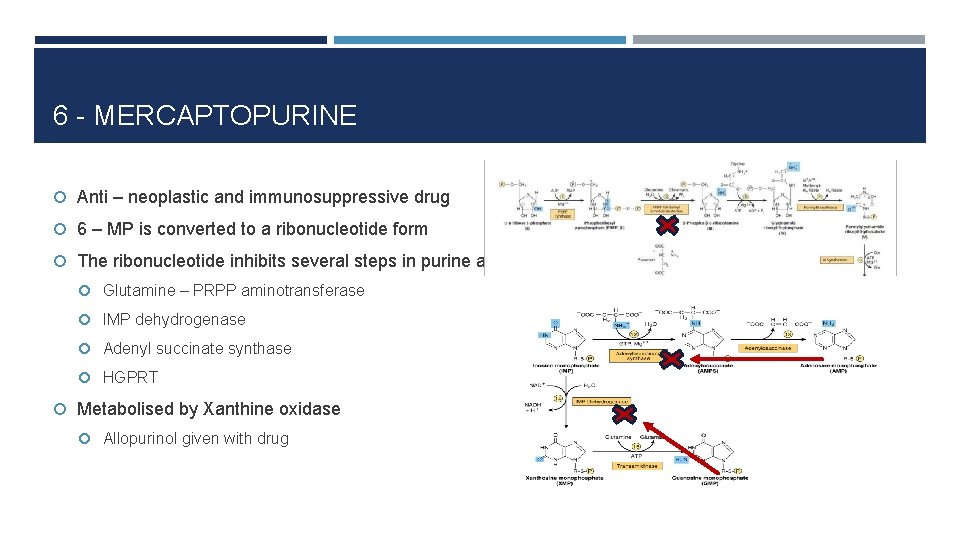 6 - MERCAPTOPURINE Anti – neoplastic and immunosuppressive drug 6 – MP is converted