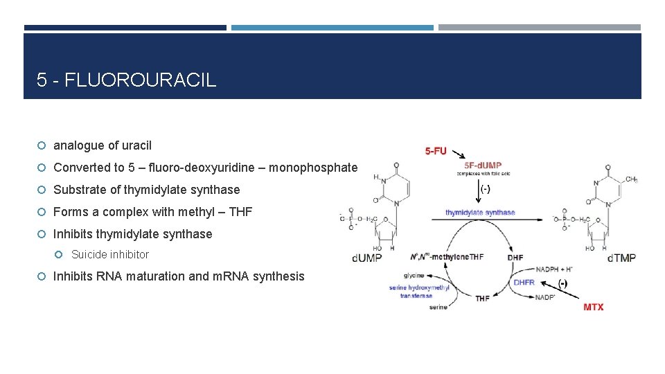 5 - FLUOROURACIL analogue of uracil Converted to 5 – fluoro-deoxyuridine – monophosphate Substrate
