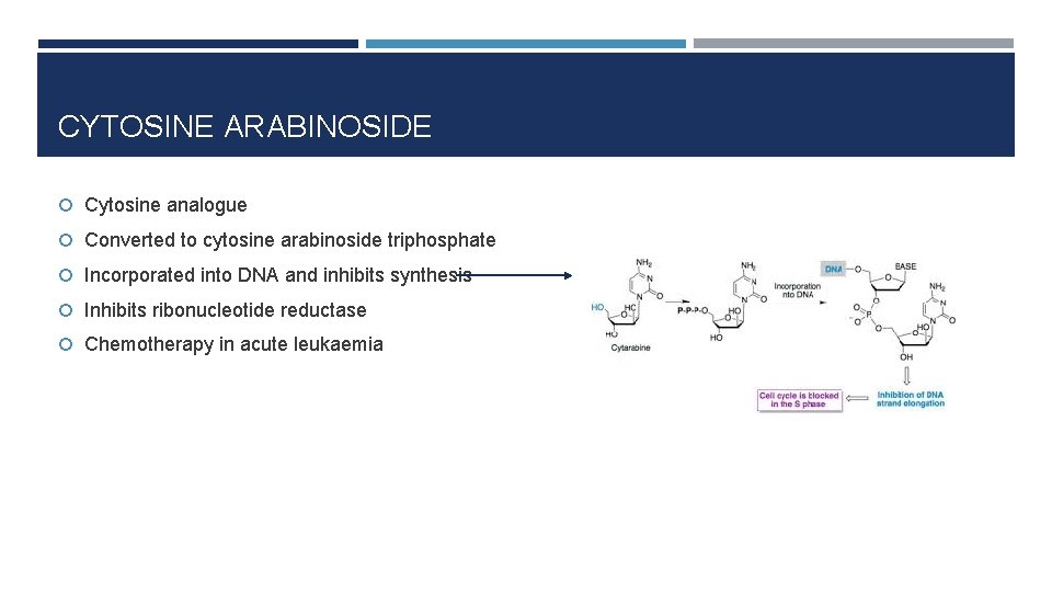CYTOSINE ARABINOSIDE Cytosine analogue Converted to cytosine arabinoside triphosphate Incorporated into DNA and inhibits