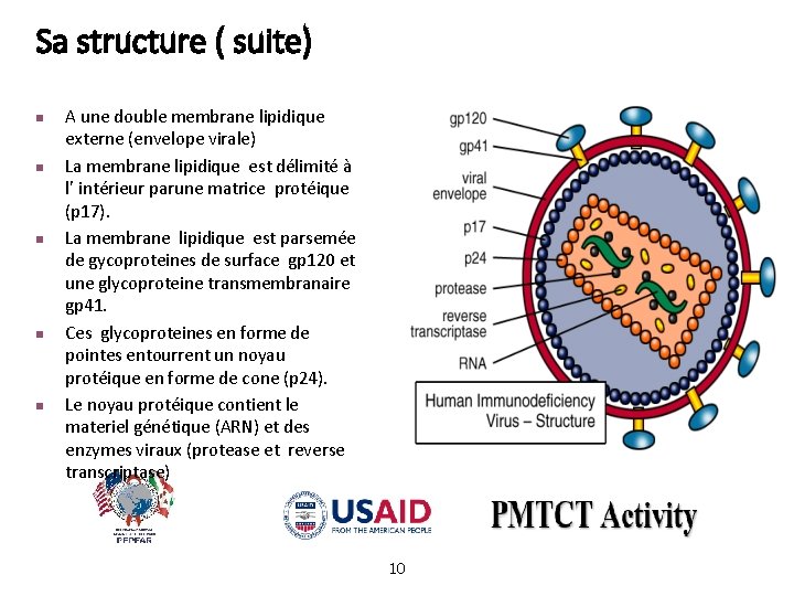 Sa structure ( suite) n n n A une double membrane lipidique externe (envelope