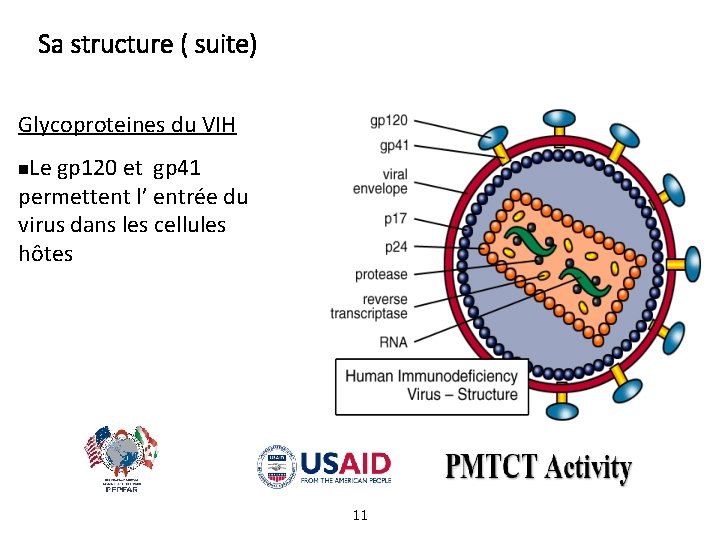 Sa structure ( suite) Glycoproteines du VIH Le gp 120 et gp 41 permettent