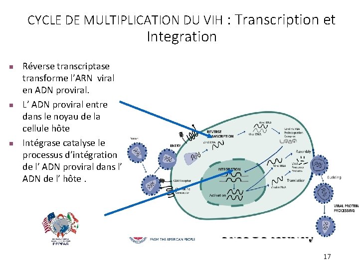 CYCLE DE MULTIPLICATION DU VIH : Transcription et Integration n Réverse transcriptase transforme l’ARN