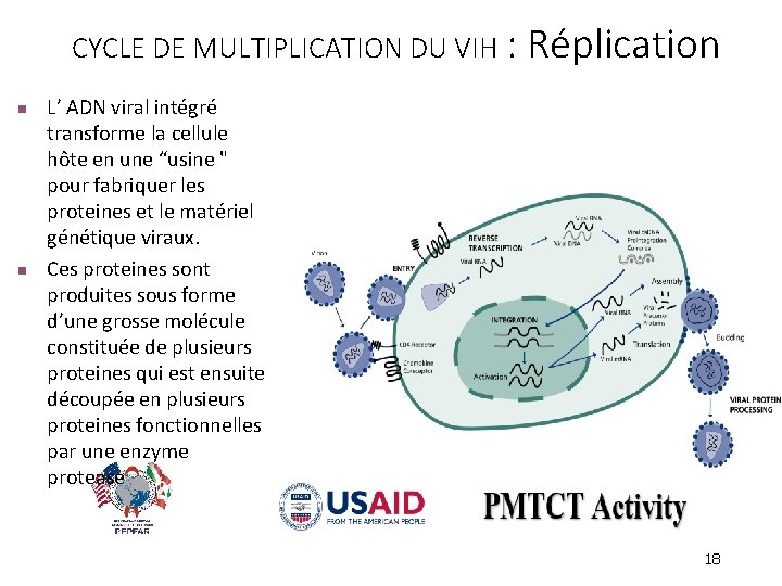 CYCLE DE MULTIPLICATION DU VIH : n n Réplication L’ ADN viral intégré transforme