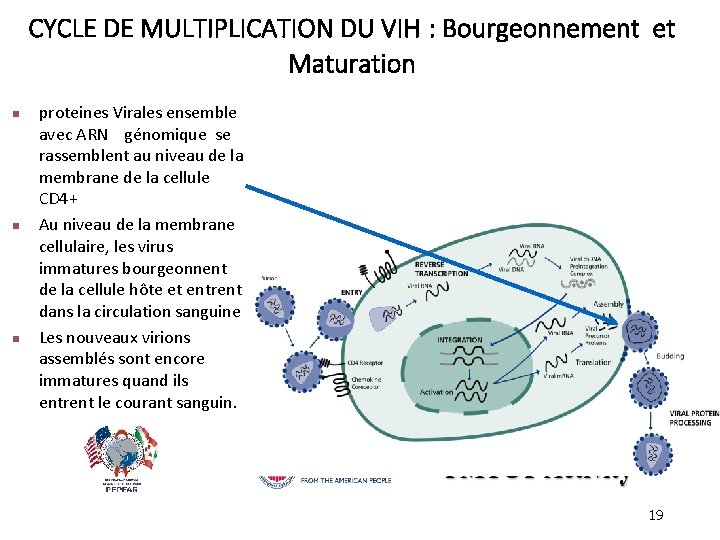 CYCLE DE MULTIPLICATION DU VIH : Bourgeonnement et Maturation n proteines Virales ensemble avec