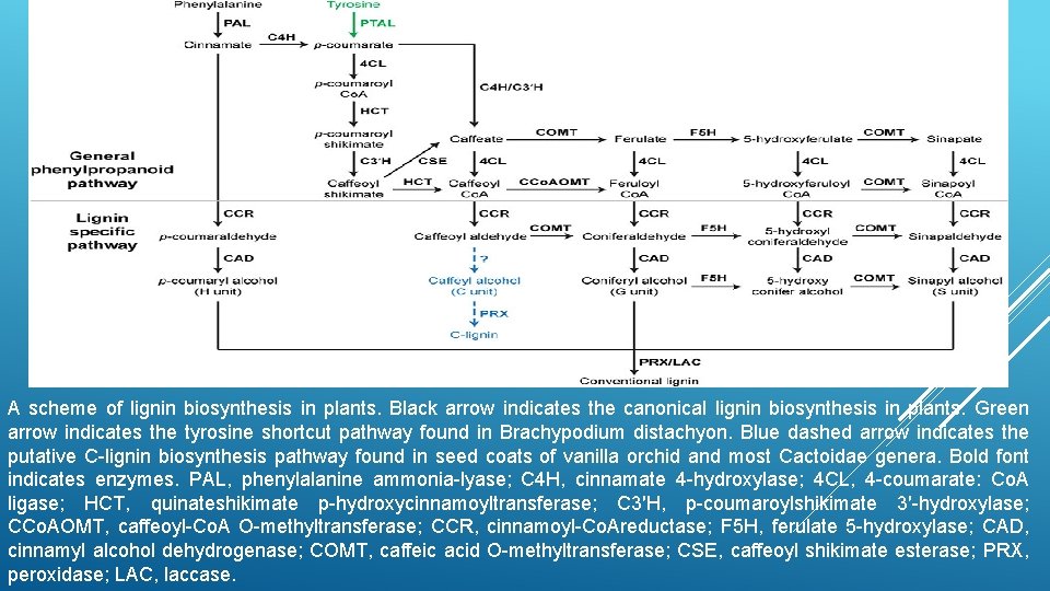 A scheme of lignin biosynthesis in plants. Black arrow indicates the canonical lignin biosynthesis