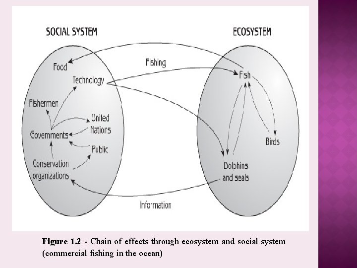 Figure 1. 2 - Chain of effects through ecosystem and social system (commercial fishing