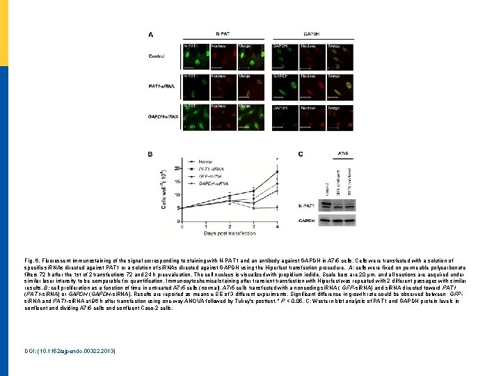 Fig. 6. Fluorescent immunostaining of the signal corresponding to staining with N-PAT 1 and