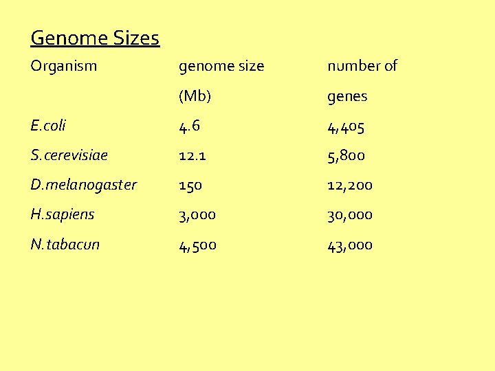 Genome Sizes Organism genome size number of (Mb) genes E. coli 4. 6 4,