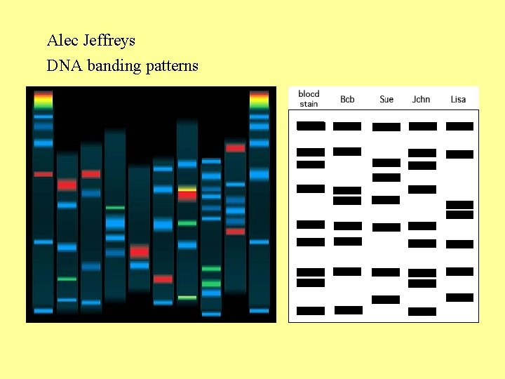 Alec Jeffreys DNA banding patterns 