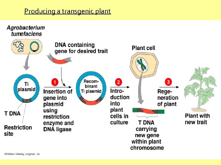 Producing a transgenic plant 