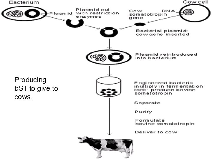 Producing b. ST to give to cows. 