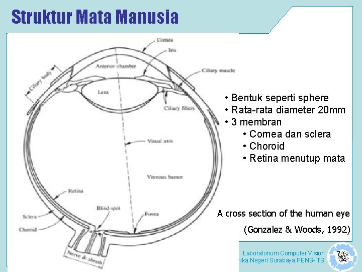 Struktur Mata Manusia • Bentuk seperti sphere • Rata-rata diameter 20 mm • 3