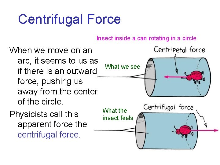 Centrifugal Force Insect inside a can rotating in a circle When we move on