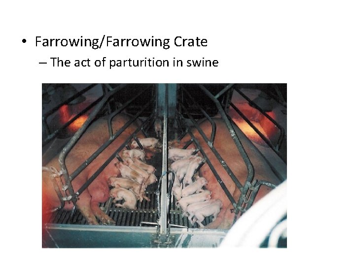  • Farrowing/Farrowing Crate – The act of parturition in swine 