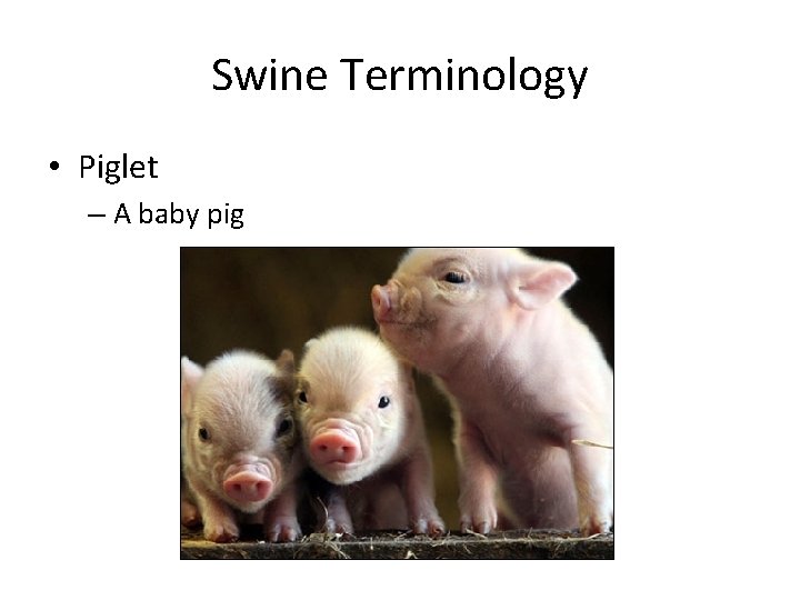 Swine Terminology • Piglet – A baby pig 