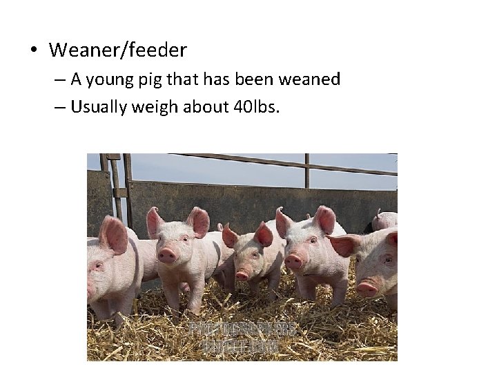  • Weaner/feeder – A young pig that has been weaned – Usually weigh