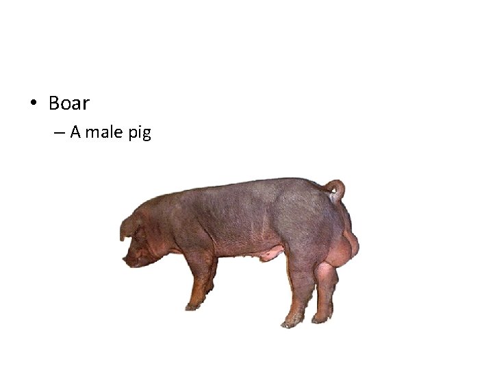  • Boar – A male pig 