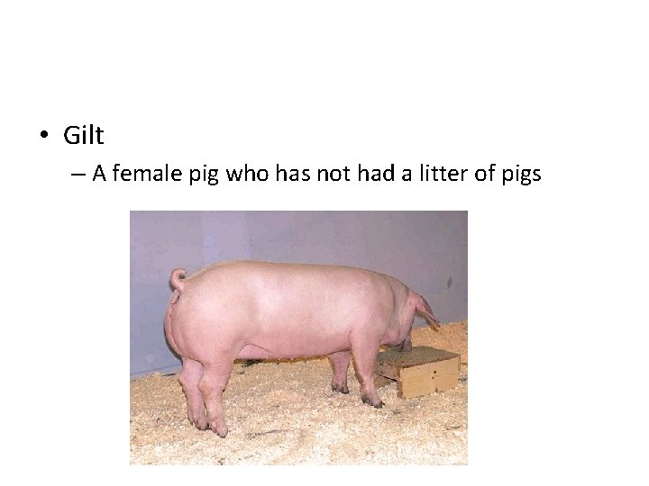  • Gilt – A female pig who has not had a litter of