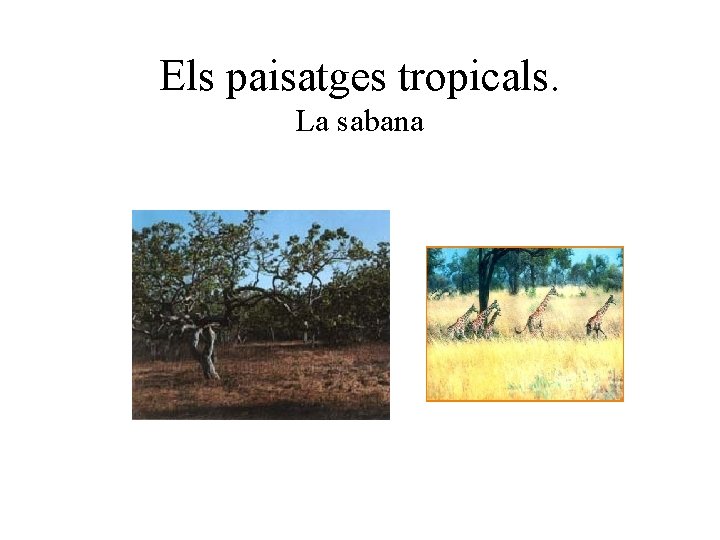 Els paisatges tropicals. La sabana 