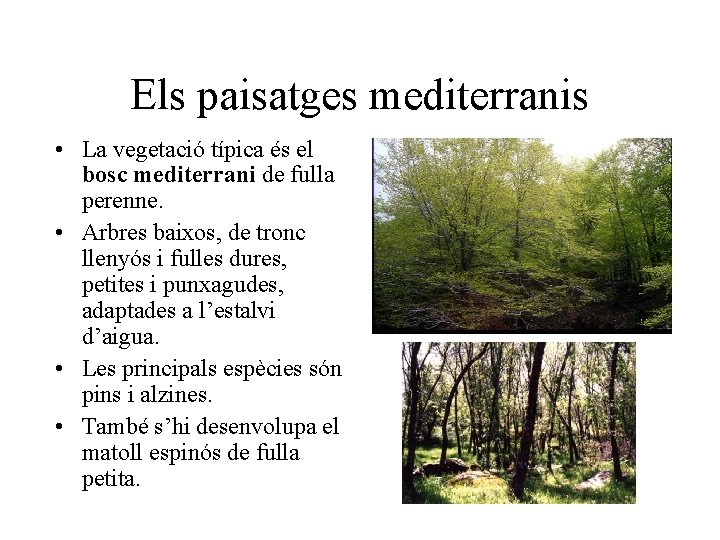 Els paisatges mediterranis • La vegetació típica és el bosc mediterrani de fulla perenne.