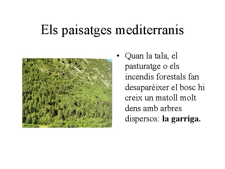 Els paisatges mediterranis • Quan la tala, el pasturatge o els incendis forestals fan