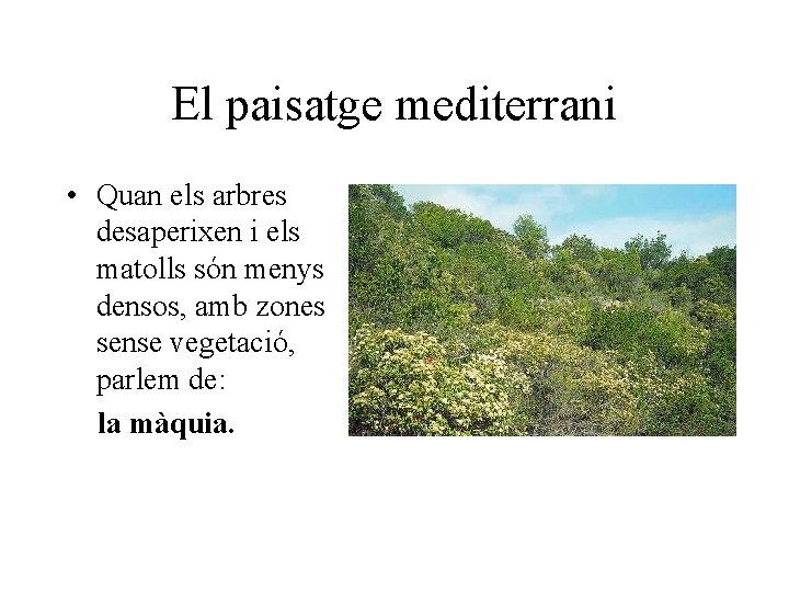 El paisatge mediterrani • Quan els arbres desaperixen i els matolls són menys densos,