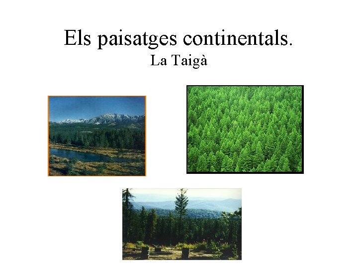 Els paisatges continentals. La Taigà 
