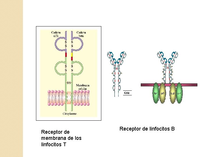 Receptor de membrana de los linfocitos T Receptor de linfocitos B 