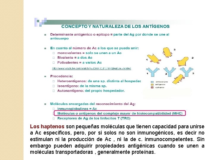 Los haptenos son pequeñas moléculas que tienen capacidad para unirse a Ac específicos, pero,