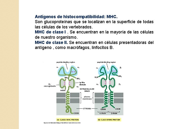 Antígenos de histocompatibilidad: MHC. Son glucoproteínas que se localizan en la superficie de todas