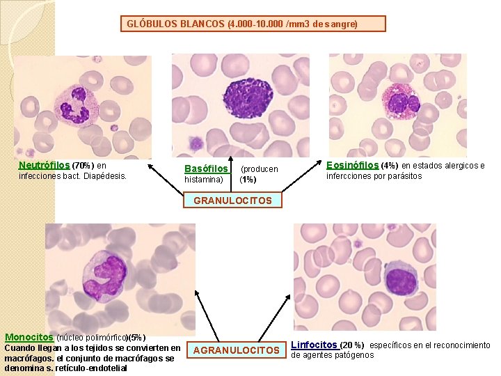 GLÓBULOS BLANCOS (4. 000 -10. 000 /mm 3 de sangre) Neutrófilos (70%) en infecciones