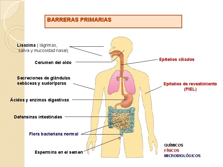 BARRERAS PRIMARIAS Lisozima ( lágrimas, saliva y mucosidad nasal) Cerumen del oído Secreciones de