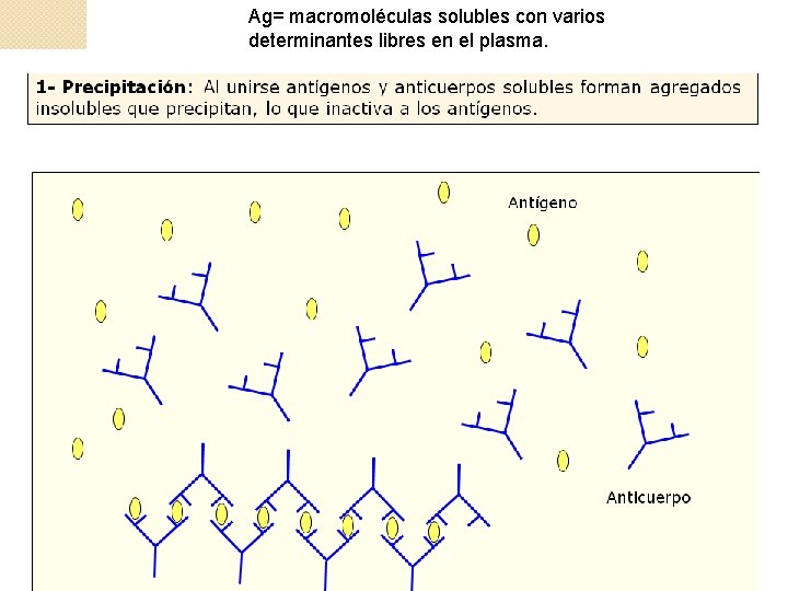 Ag= macromoléculas solubles con varios determinantes libres en el plasma. 