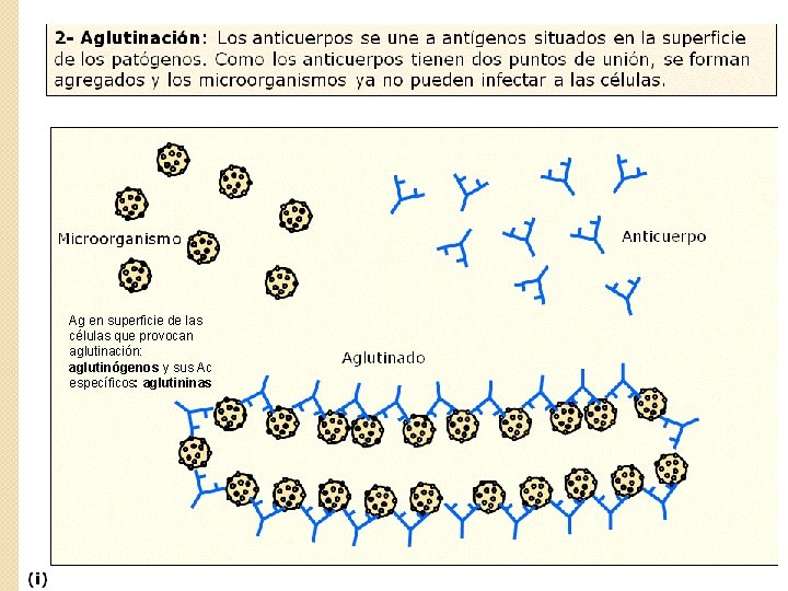 Ag en superficie de las células que provocan aglutinación: aglutinógenos y sus Ac específicos: