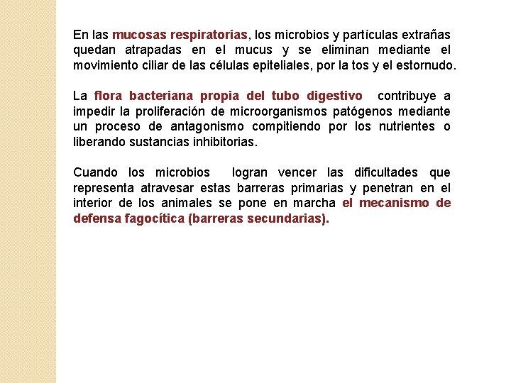 En las mucosas respiratorias, los microbios y partículas extrañas quedan atrapadas en el mucus