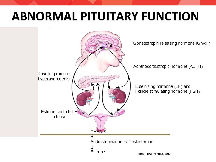 ABNORMAL PITUITARY FUNCTION Gonadotropin releasing hormone (Gn. RH) Adrenocorticotropic hormone (ACTH) Insulin promotes hyperandrogenism