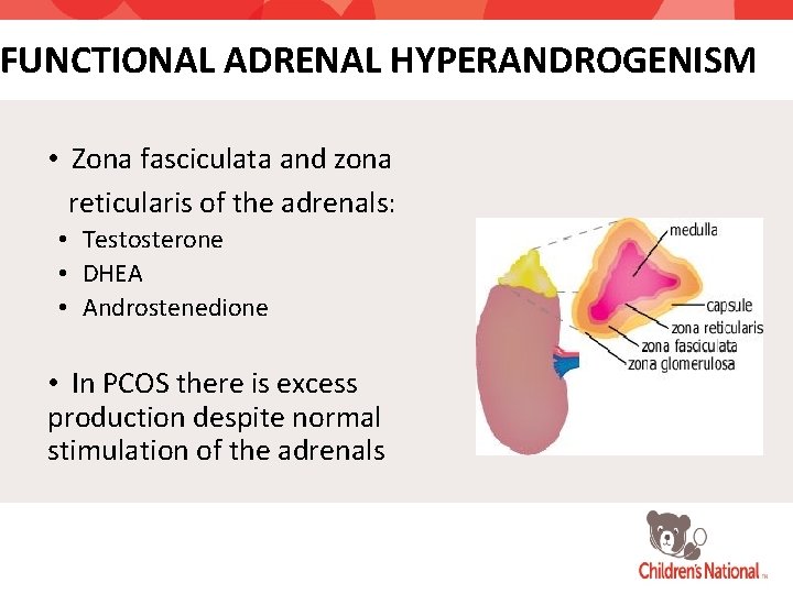 FUNCTIONAL ADRENAL HYPERANDROGENISM • Zona fasciculata and zona reticularis of the adrenals: • Testosterone