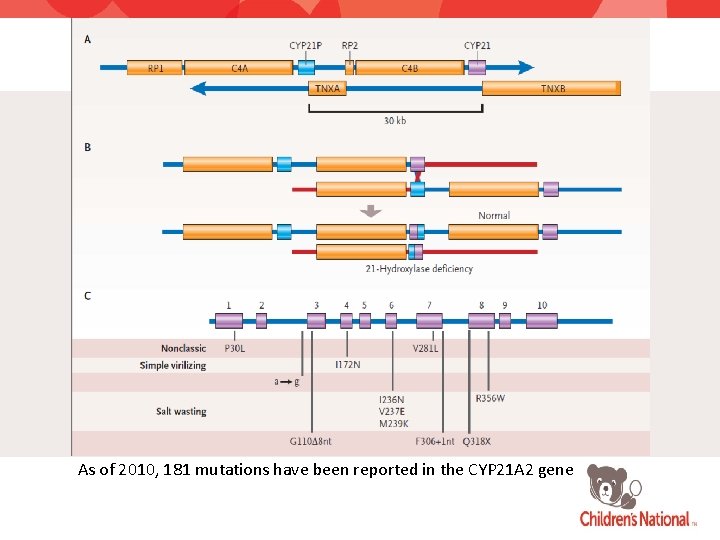 As of 2010, 181 mutations have been reported in the CYP 21 A 2